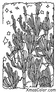 Christmas / Christmas in the desert: Christmas cactus blooming in the desert