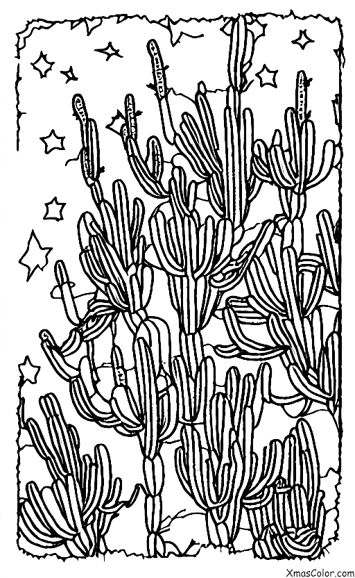 Christmas / Christmas in the desert: Christmas cactus blooming in the desert